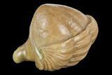 Wide, Enrolled Asaphus Trilobite - Russia #126155-3